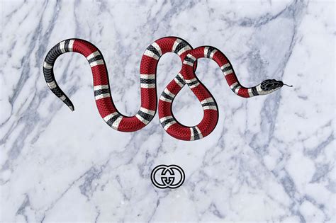 glue on gucci snakes